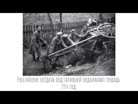 Российские солдаты под Галицией поднимают лошадь. 1914 год.