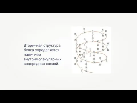 Вторичная структура белка определяется наличием внутримолекулярных водородных связей.