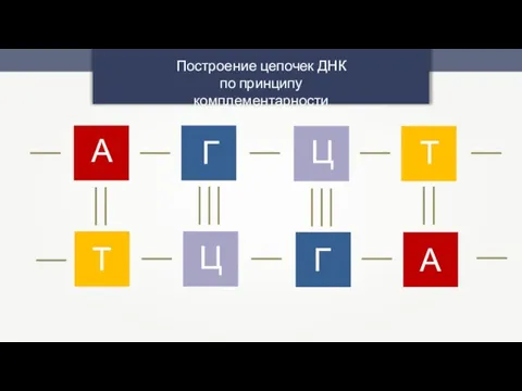 А А Г Ц Г Ц Т Т Построение цепочек ДНК по принципу комплементарности