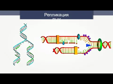 Репликация ДНК