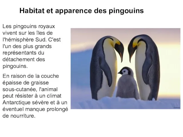 Habitat et apparence des pingouins Les pingouins royaux vivent sur les îles