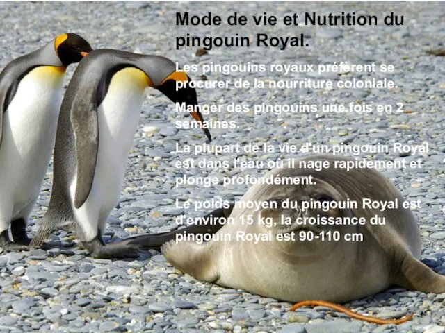 Mode de vie et Nutrition du pingouin Royal. Les pingouins royaux préfèrent