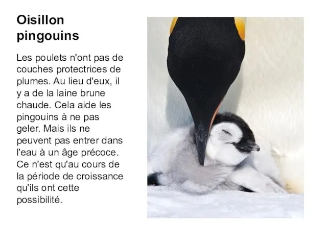 Oisillon pingouins Les poulets n'ont pas de couches protectrices de plumes. Au