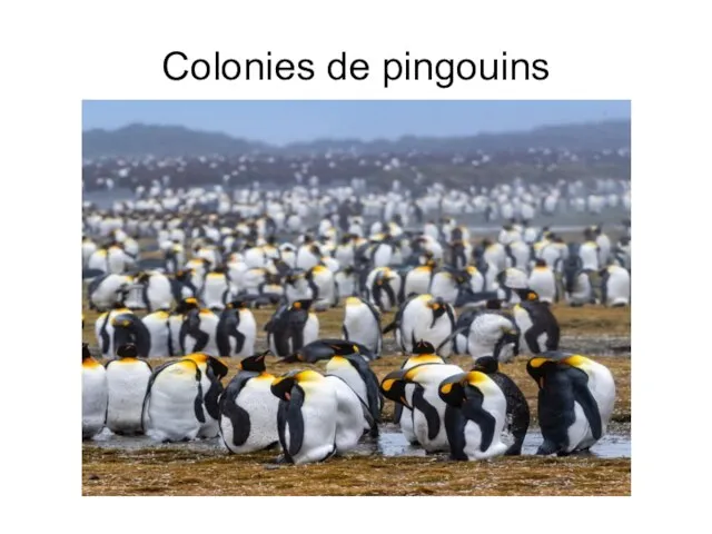 Colonies de pingouins
