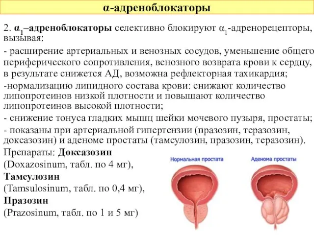 α-адреноблокаторы 2. α1–адреноблокаторы селективно блокируют α1-адренорецепторы, вызывая: - расширение артериальных и венозных