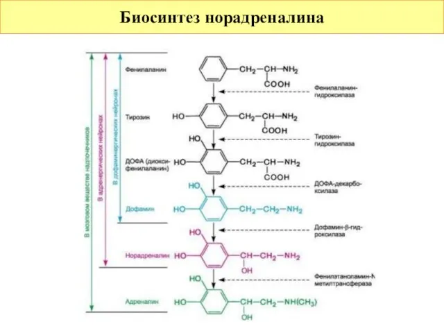 Биосинтез норадреналина