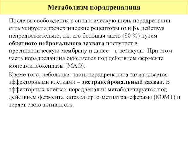 После высвобождения в синаптическую щель норадреналин стимулирует адренергические рецепторы (α и β),