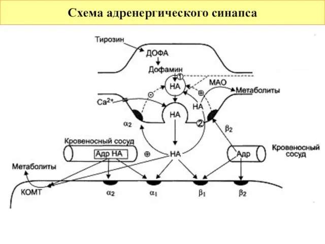 Схема адренергического синапса