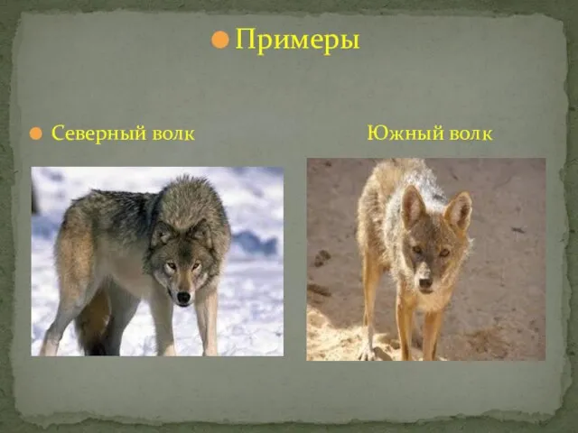 Примеры Северный волк Южный волк