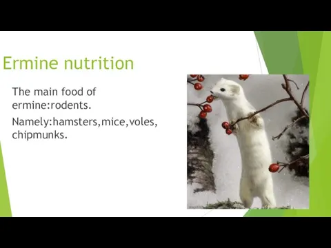 Ermine nutrition The main food of ermine:rodents. Namely:hamsters,mice,voles,chipmunks.