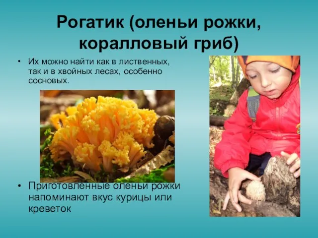 Рогатик (оленьи рожки, коралловый гриб) Их можно найти как в лиственных, так