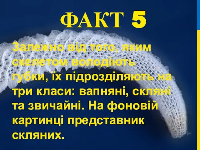 ФАКТ 5 Залежно від того, яким скелетом володіють губки, їх підрозділяють на