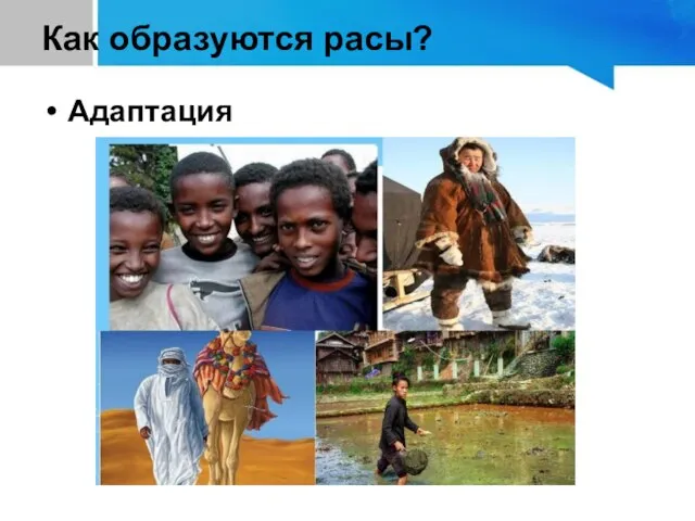 Как образуются расы? Адаптация