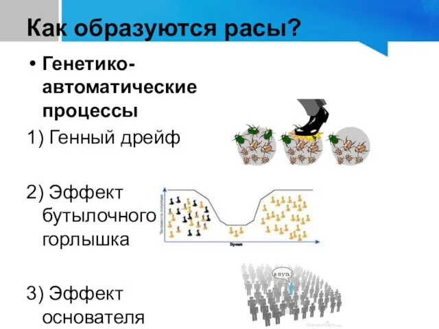 Генетико-автоматические процессы 1) Генный дрейф 2) Эффект бутылочного горлышка 3) Эффект основателя