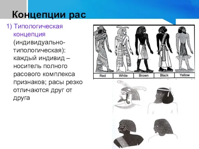 Концепции рас 1) Типологическая концепция (индивидуально-типологическая): каждый индивид – носитель полного расового