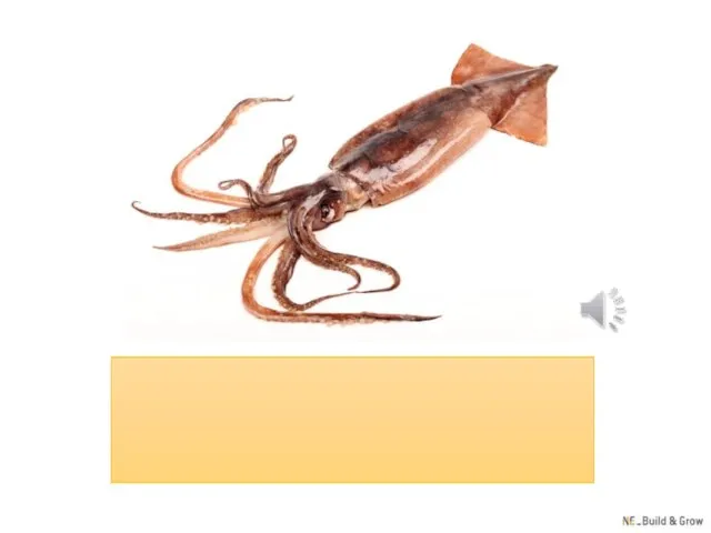 squid