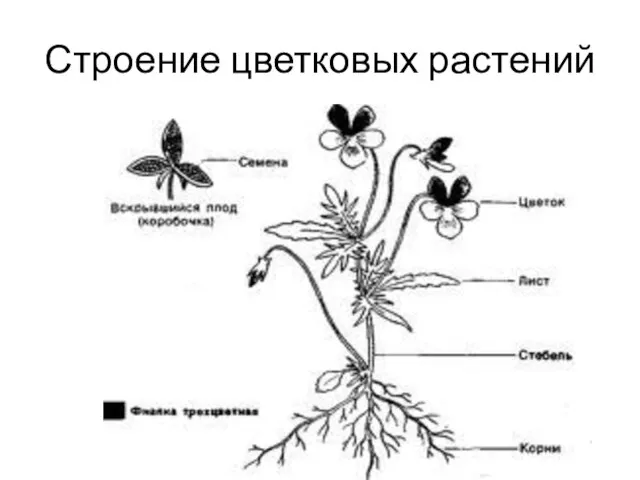 Строение цветковых растений