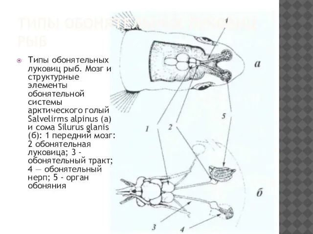 ТИПЫ ОБОНЯТЕЛЬНЫХ ЛУКОВИЦ РЫБ Типы обонятельных луковиц рыб. Мозг и структурные элементы