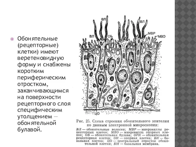 Обонятельные (рецепторные) клетки) имеют веретеновидную форму и снабжены коротким периферическим отростком, заканчивающимся