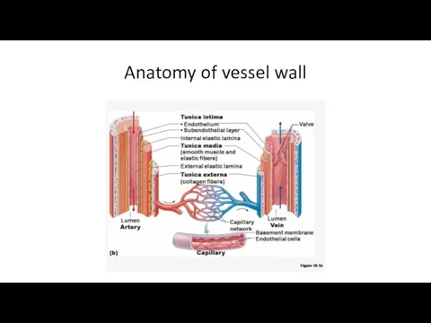 Anatomy of vessel wall