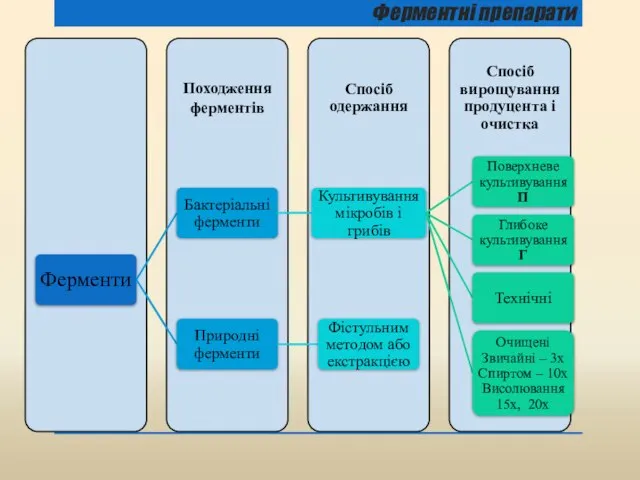 Ферментні препарати