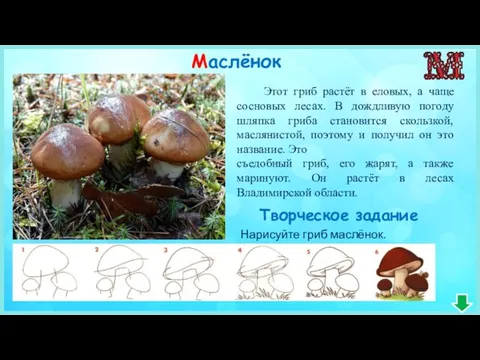 Маслёнок Этот гриб растёт в еловых, а чаще сосновых лесах. В дождливую