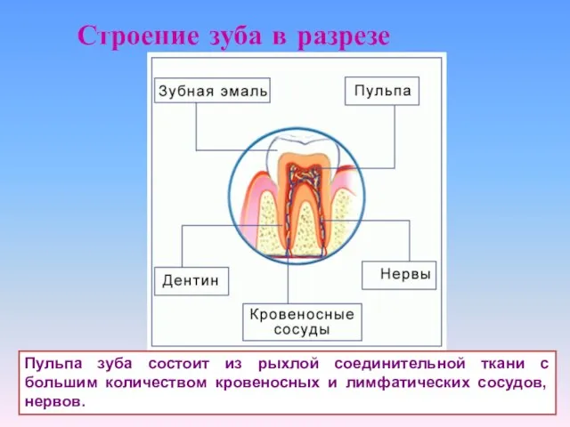 Строение зуба в разрезе Пульпа зуба состоит из рыхлой соединительной ткани с