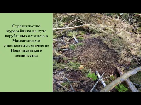 Строительство муравейника на куче порубочных остатков в Мамонтовском участковом лесничестве Новичихинского лесничества