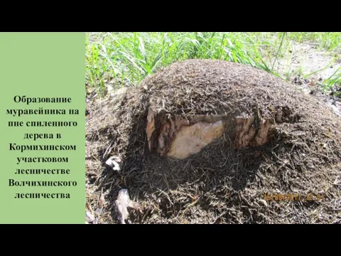 Образование муравейника на пне спиленного дерева в Кормихинском участковом лесничестве Волчихинского лесничества
