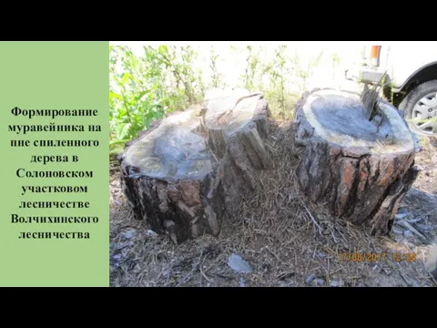 Формирование муравейника на пне спиленного дерева в Солоновском участковом лесничестве Волчихинского лесничества