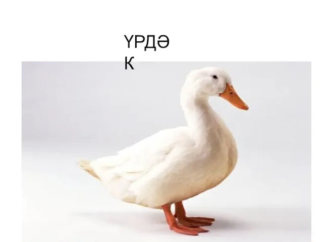 ҮРДӘК