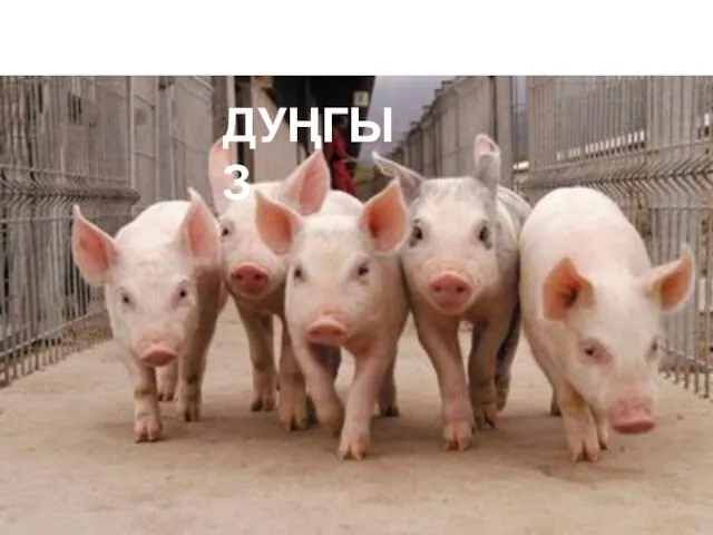 ДУҢГЫЗ