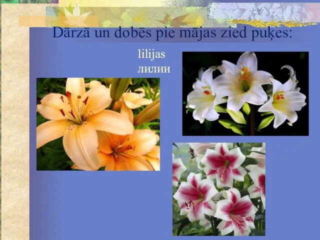 Dārzā un dobēs pie mājas zied puķes: lilijas лилии