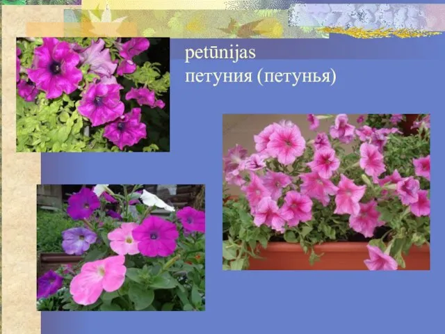 petūnijas петуния (петунья)