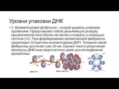 Уровни упаковки ДНК 2. Хроматиновая фибрилла – второй уровень упаковки хроматина. Представляет