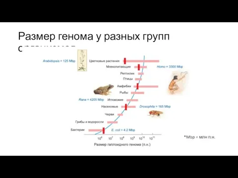 Размер генома у разных групп организмов *Mbp = млн п.н.