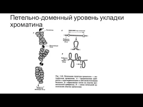 Петельно-доменный уровень укладки хроматина