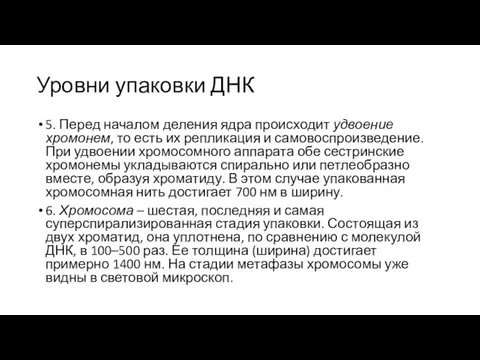 Уровни упаковки ДНК 5. Перед началом деления ядра происходит удвоение хромонем, то