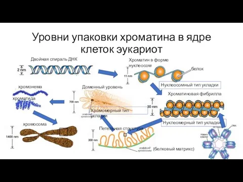 Уровни упаковки хроматина в ядре клеток эукариот Двойная спираль ДНК Хроматин в