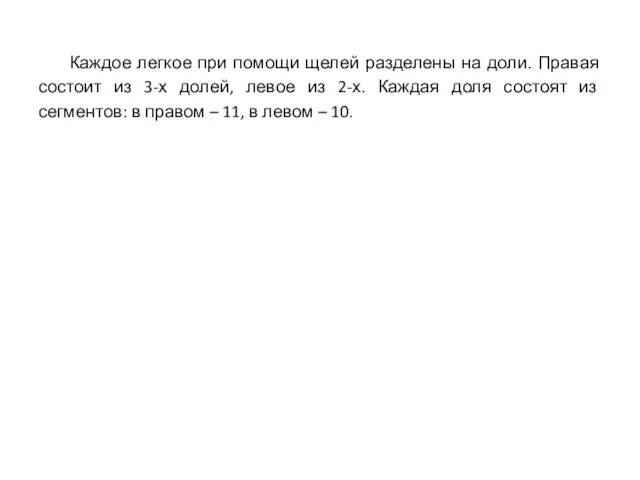 Каждое легкое при помощи щелей разделены на доли. Правая состоит из 3-х