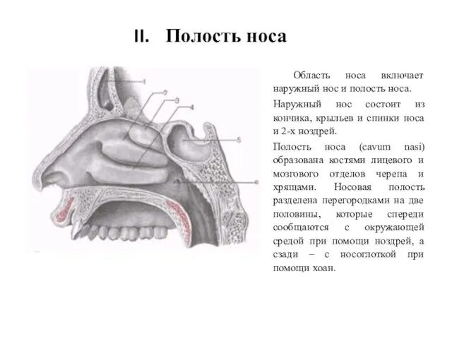 Полость носа Область носа включает наружный нос и полость носа. Наружный нос