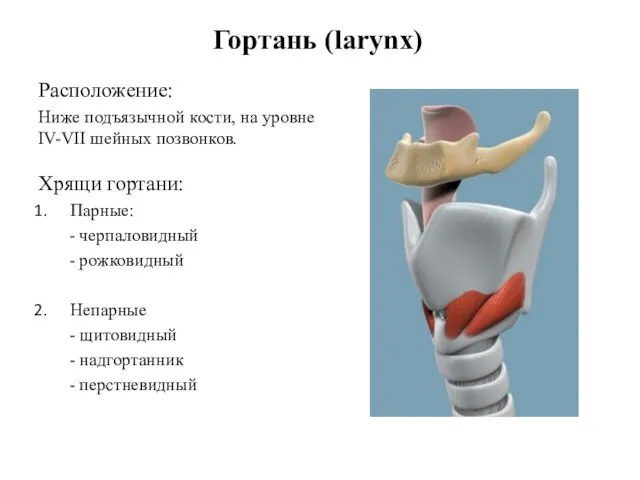 Гортань (larynx) Расположение: Ниже подъязычной кости, на уровне IV-VII шейных позвонков. Хрящи
