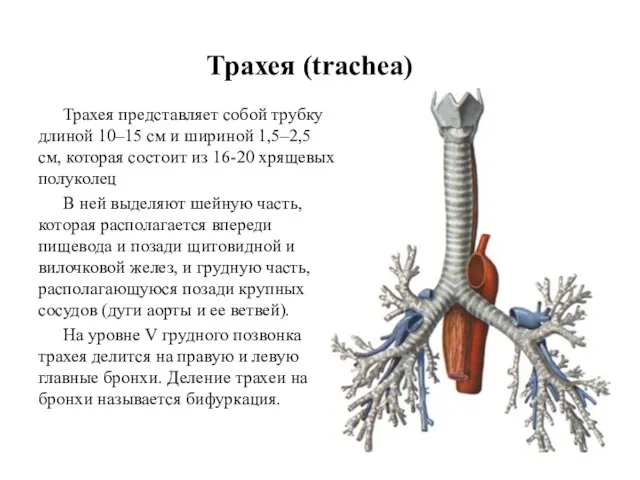 Трахея (trachea) Трахея представляет собой трубку длиной 10–15 см и шириной 1,5–2,5