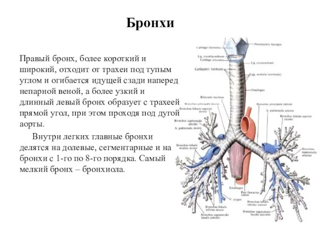 Бронхи Правый бронх, более короткий и широкий, отходит от трахеи под тупым