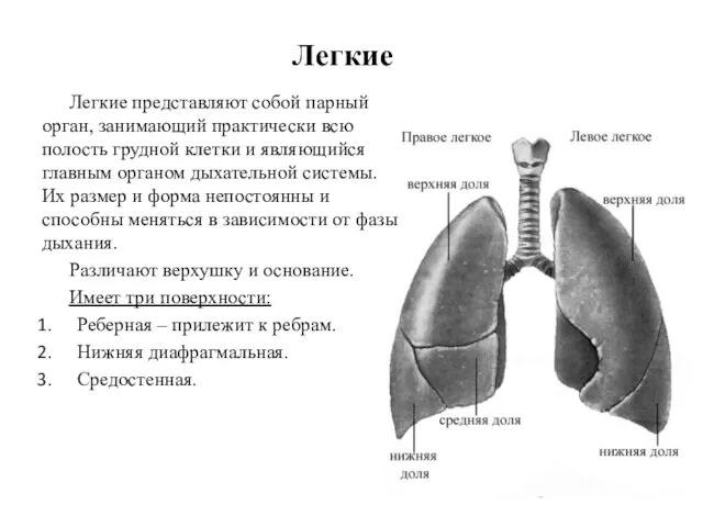 Легкие Легкие представляют собой парный орган, занимающий практически всю полость грудной клетки