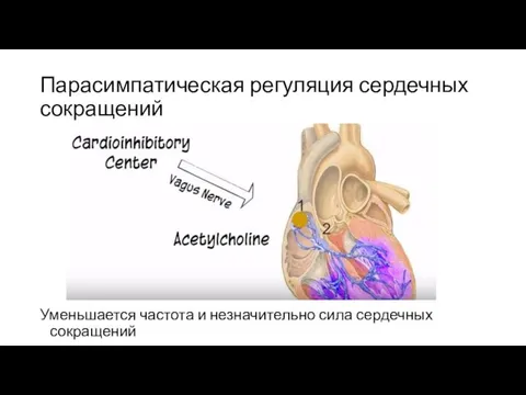 Парасимпатическая регуляция сердечных сокращений Уменьшается частота и незначительно сила сердечных сокращений