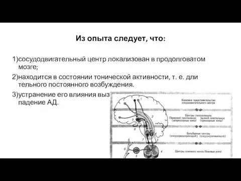 Из опыта следует, что: сосудодвигательный центр локализован в продолго­ватом мозге; находится в