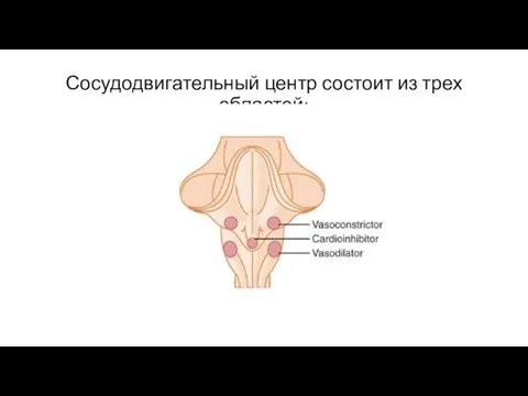 Сосудодвигательный центр состоит из трех областей: