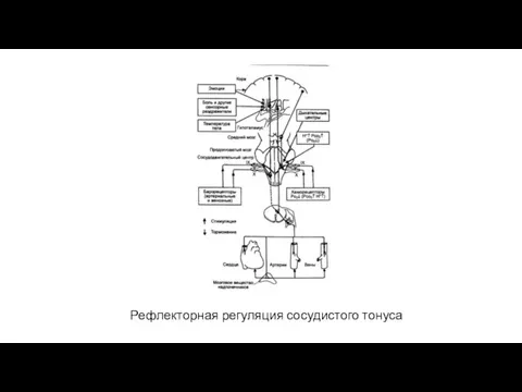 Рефлекторная регуляция сосудистого тонуса