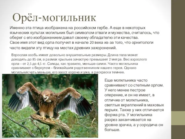 Орёл-могильник Именно эта птица изображена на российском гербе. А еще в некоторых